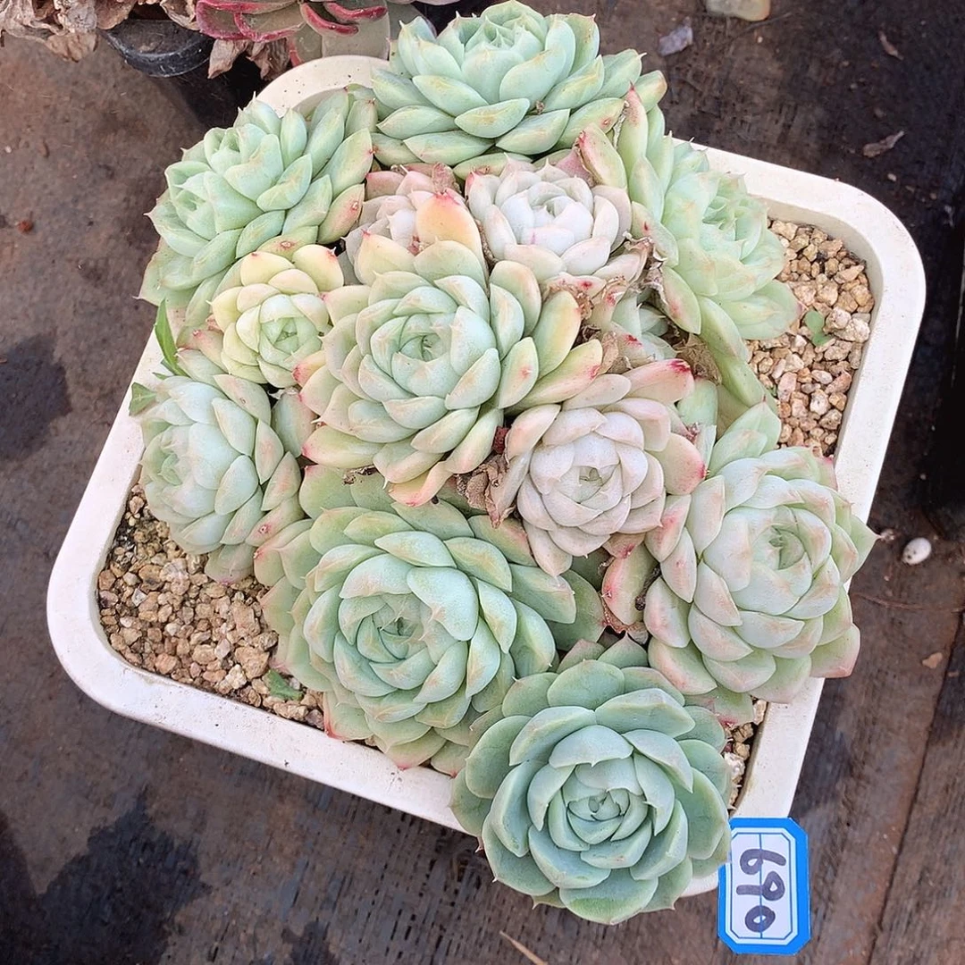 690月影 一物一拍多肉