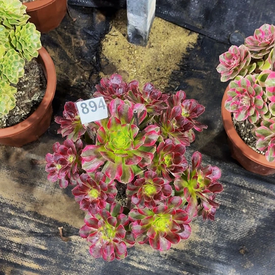 894安娜冠服25公分以上