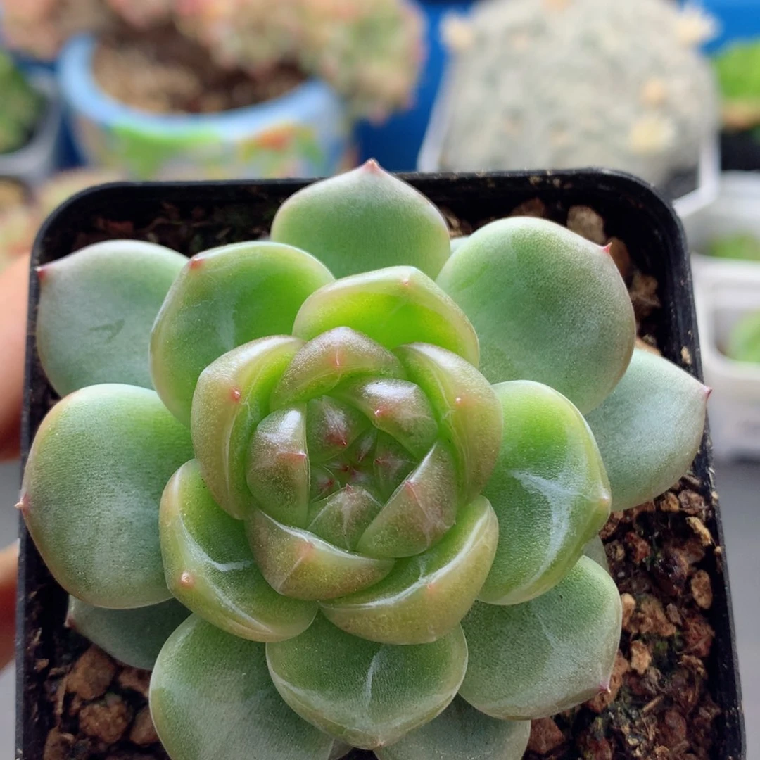 58包邮  群生不包整03