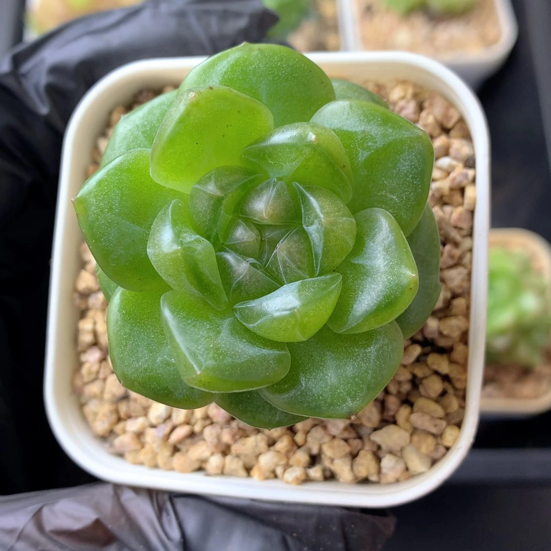 58包邮  群生不包整 11