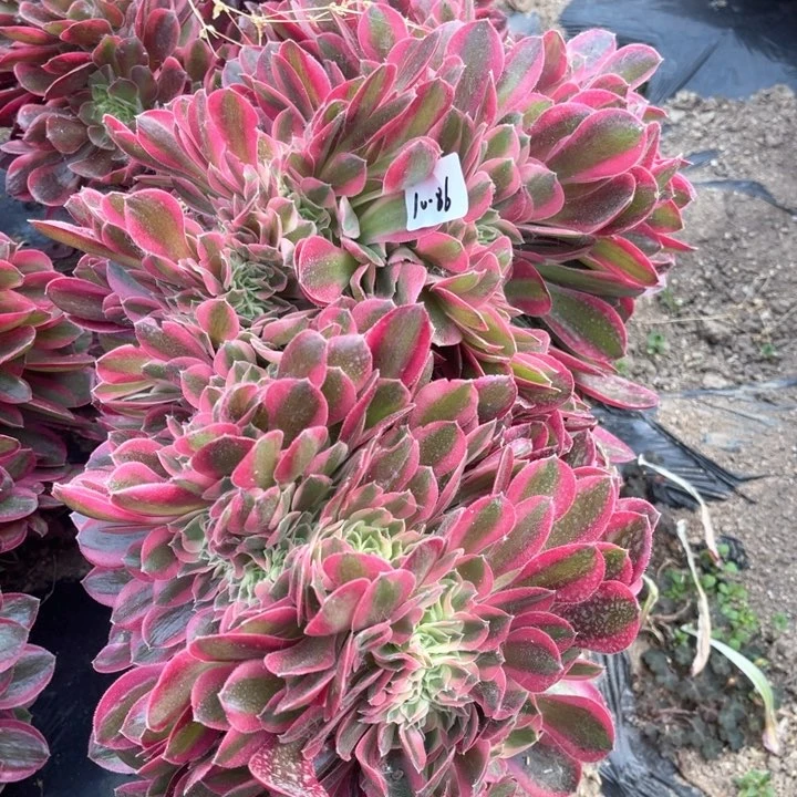 86女巫追多肉植物系