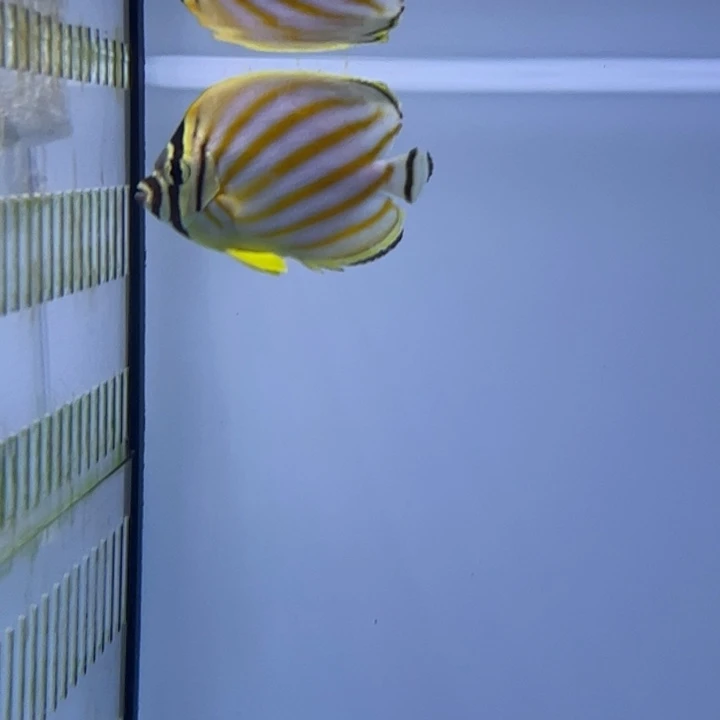 海水鱼黄风车蝶140 虎纹蝶 120 包装15 运费35