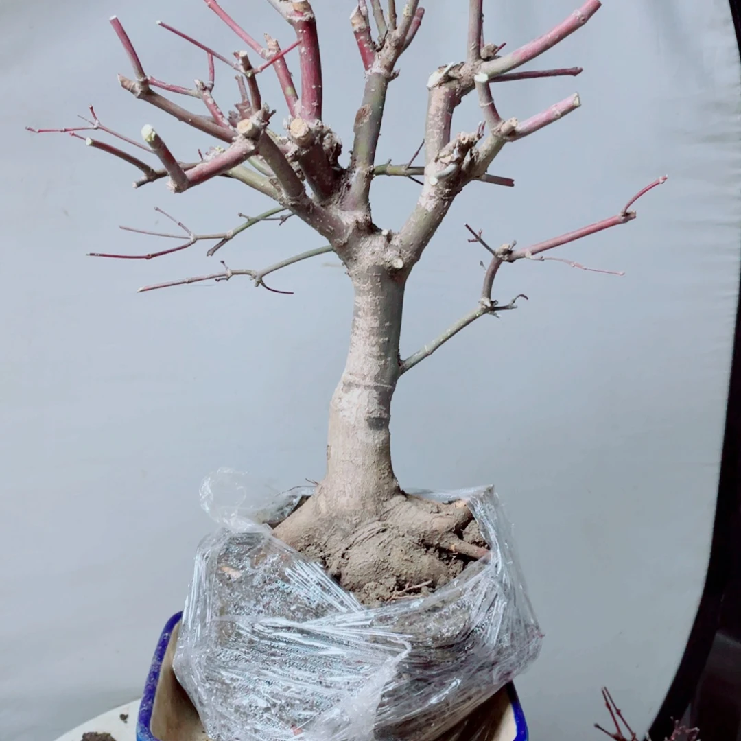 小***哥无花朵出星星老庄