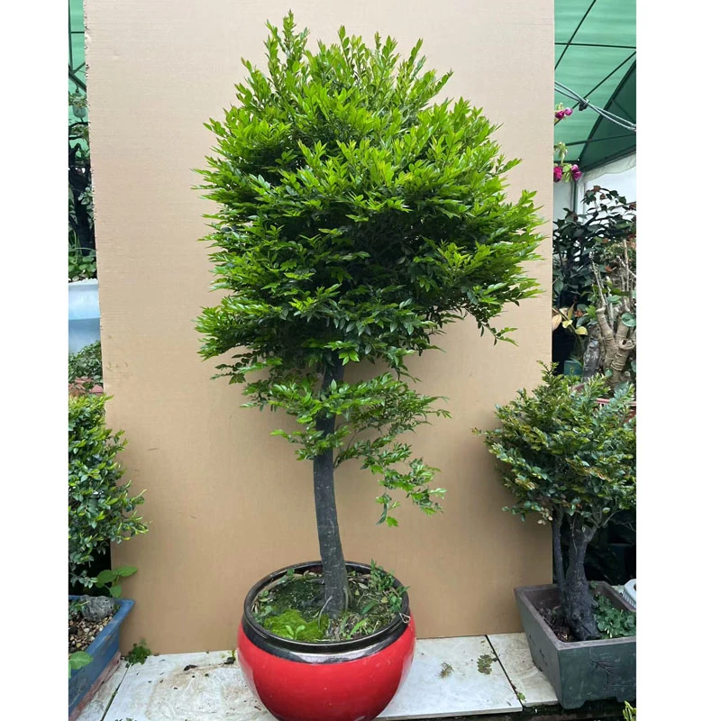 茶台品盆景小叶紫檀木黑檀黑檀茶植物春季庭院栽培办公桌美观