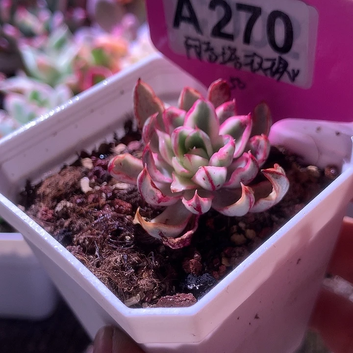 阿吉塔玫瑰覆轮锦有根