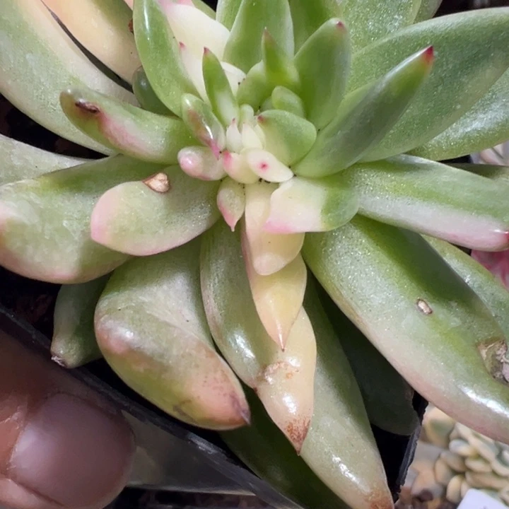 锦缀多肉植物501多肉植物