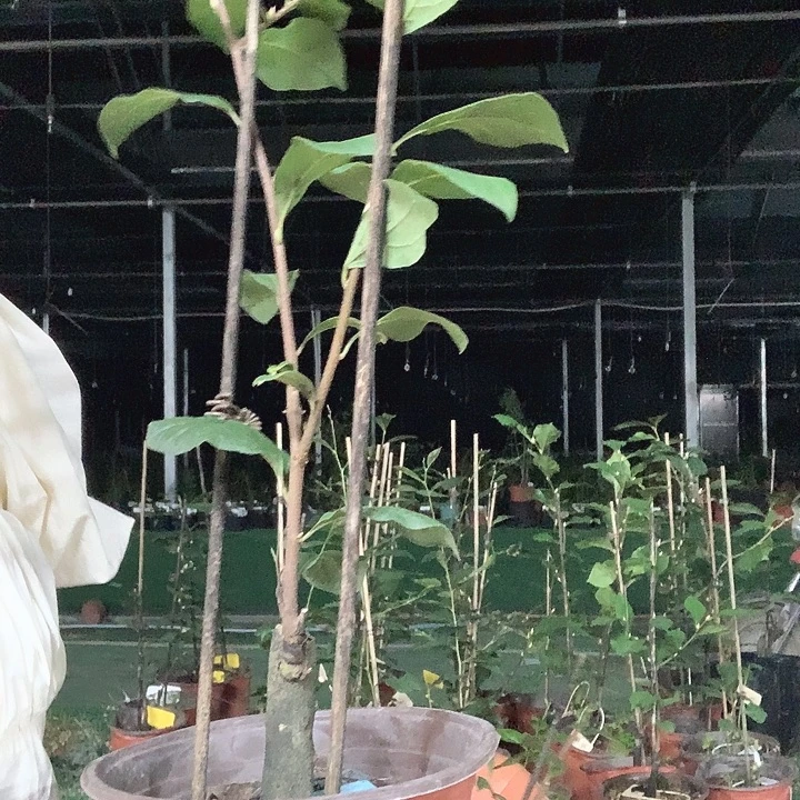 完全开放红大笔33.8