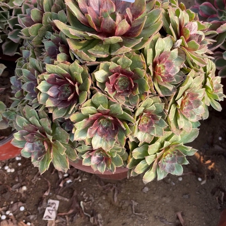 玲***花完全开放631对肉植物红丝绒