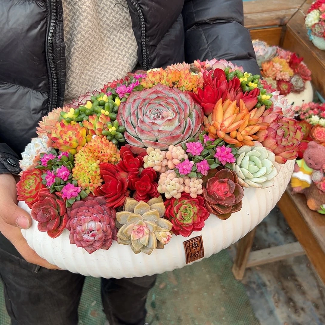 太空舱多肉最大多肉