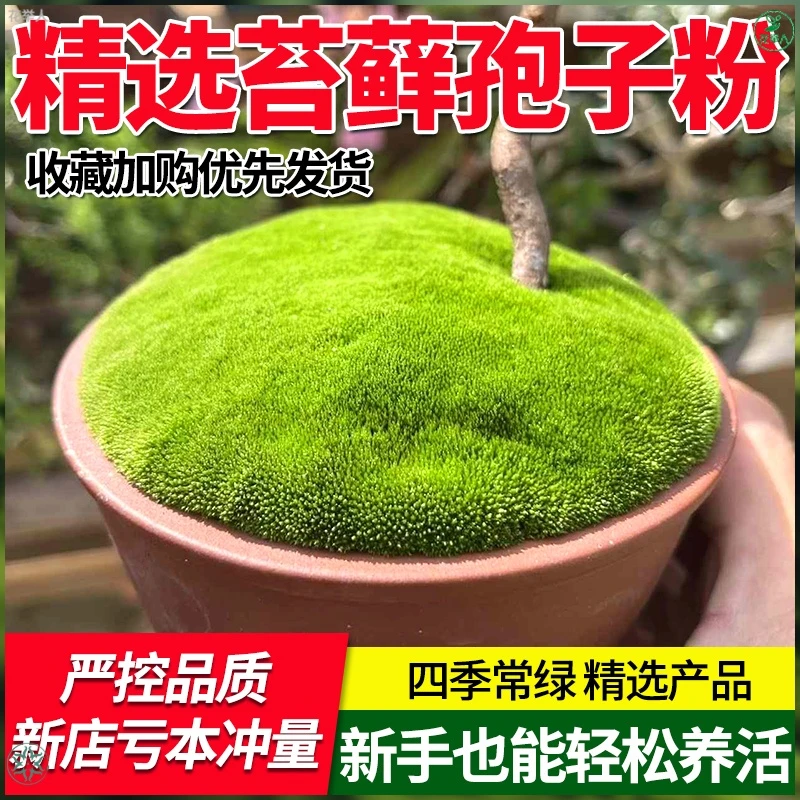苔藓种子上水石吸水石盆景盆栽青苔孢子粉微景观鲜活植物种籽铺面