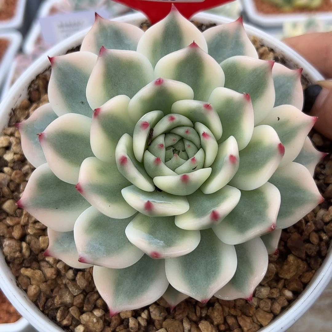 0323吉娃娃锦10.5cm多肉植物