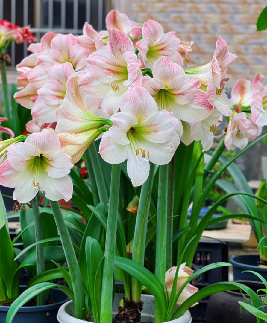 老黑家的种球【苹果花】国产朱顶红种球可盆栽地栽大花观花植物