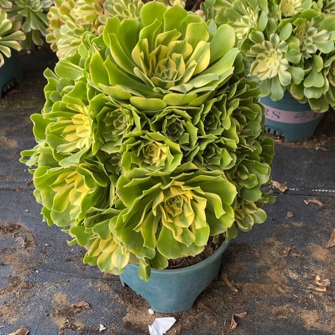 不开花植物734号辛尼亚多肉1颗多肉