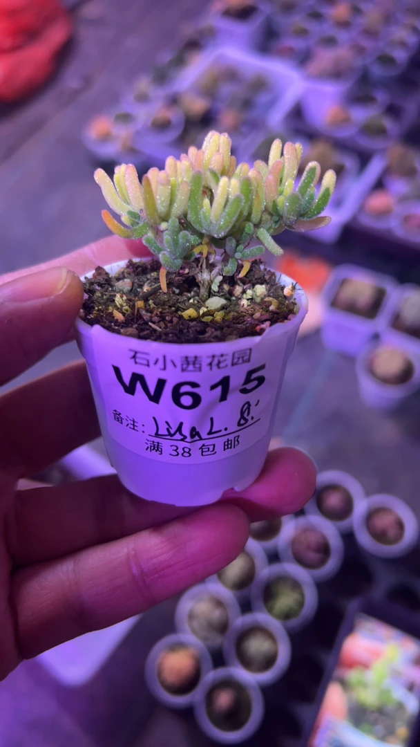 lisa-荧光兔锦-多肉植物枝干番杏