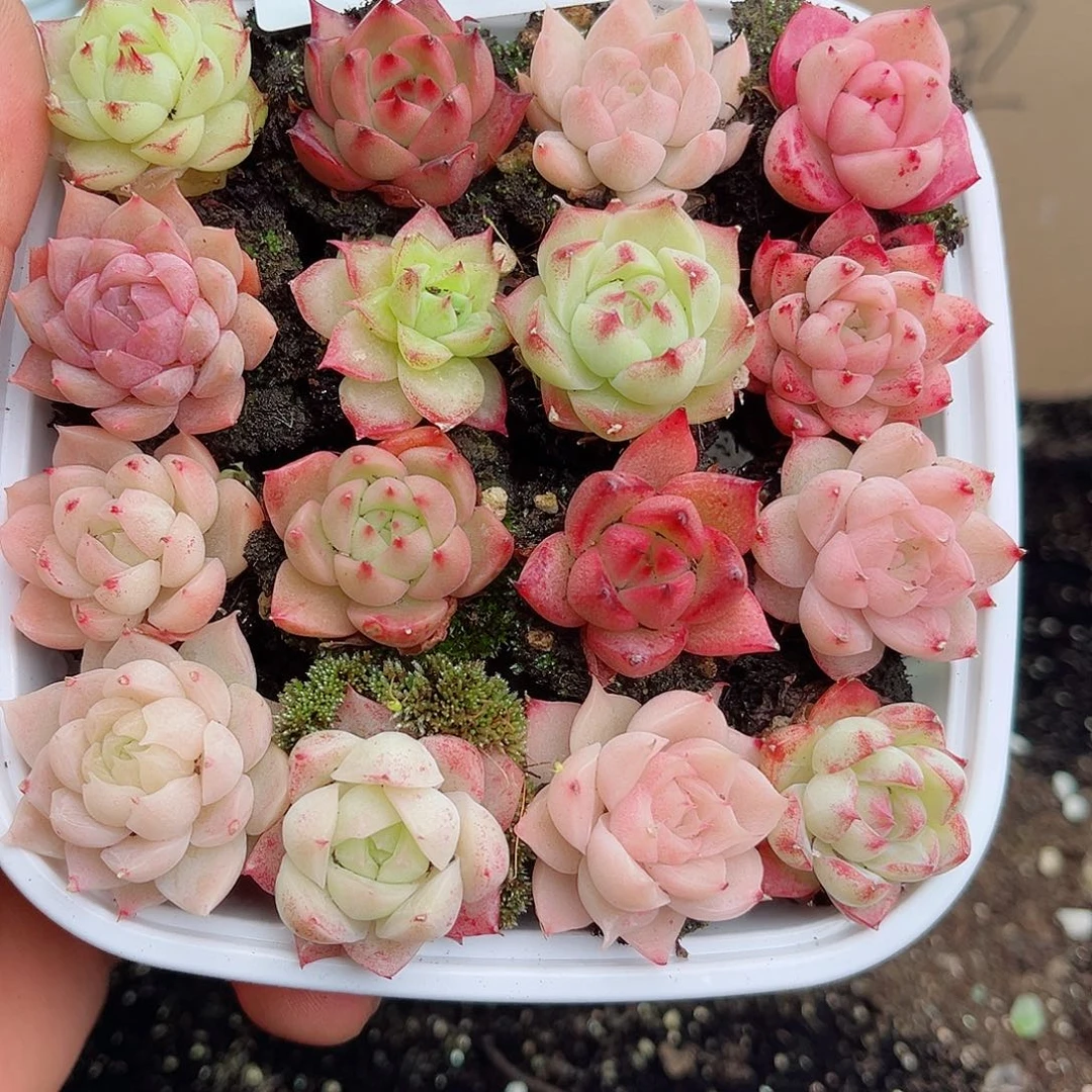 爱****?1-468 新疆西藏内蒙不发12.8包邮多肉