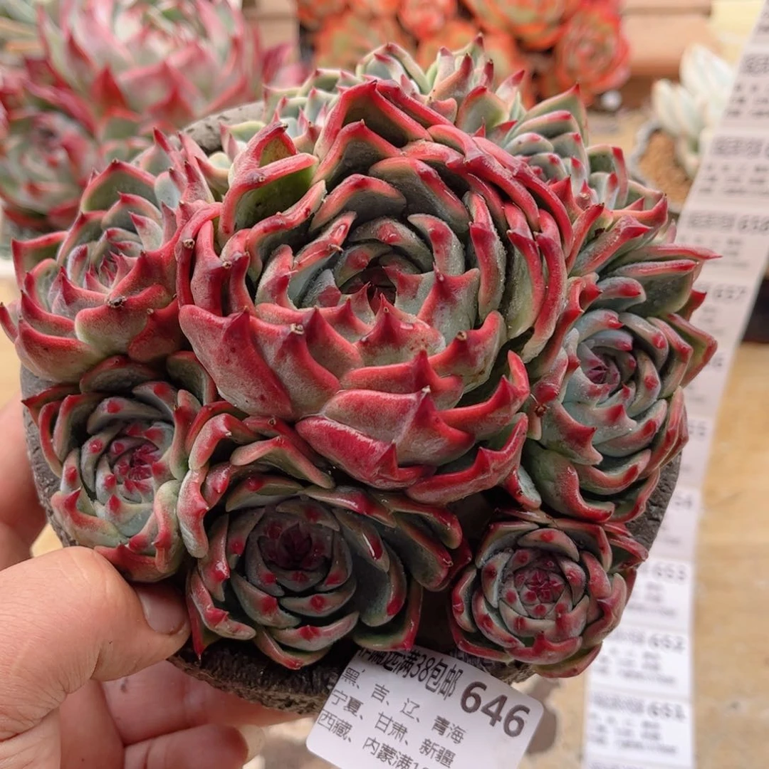 646吉娃娃德华多肉