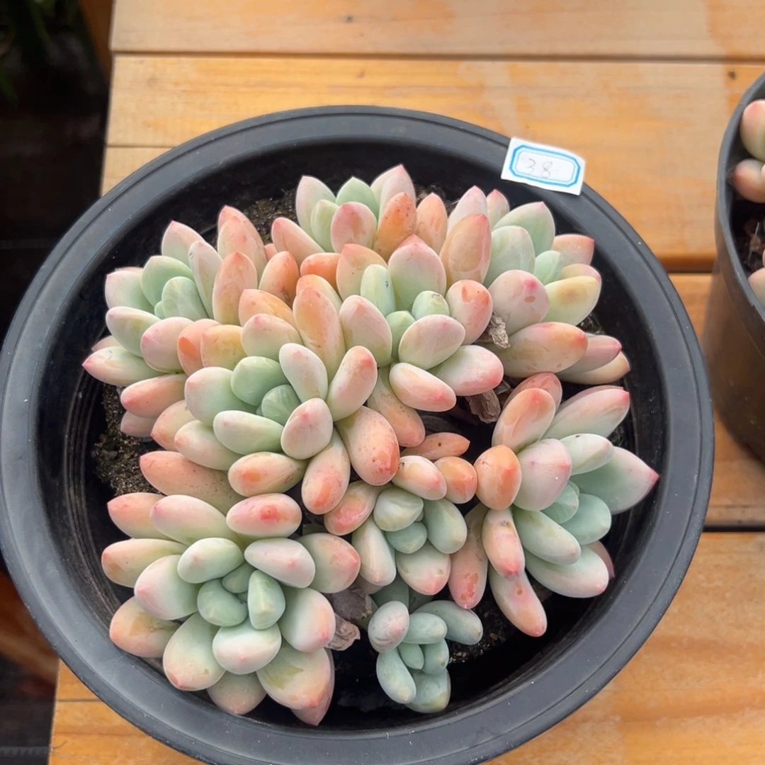 多肉植物香水38元