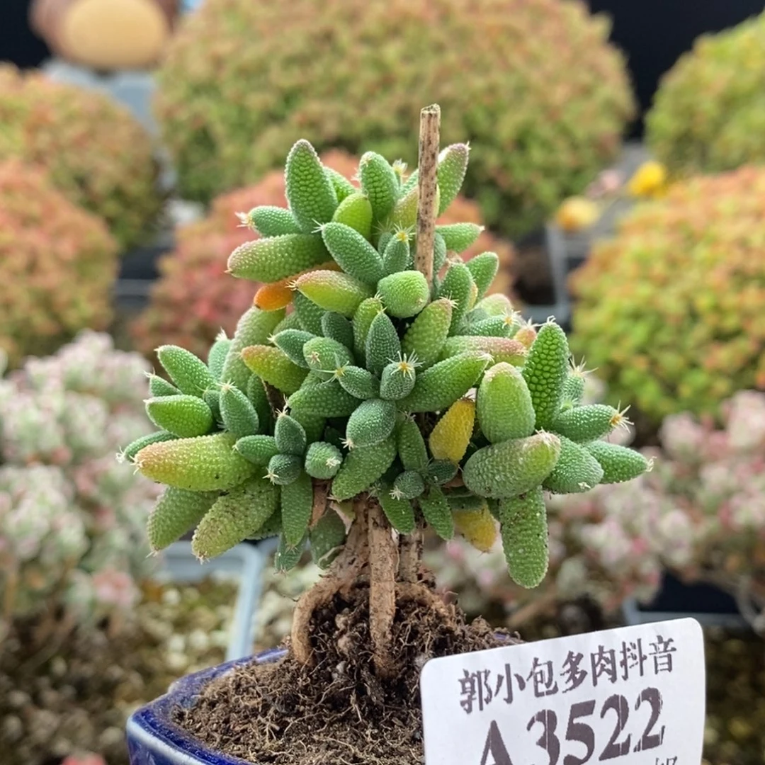 实生玉米3522枝干番杏