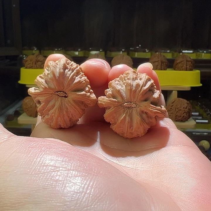 把件文玩核桃白狮子头