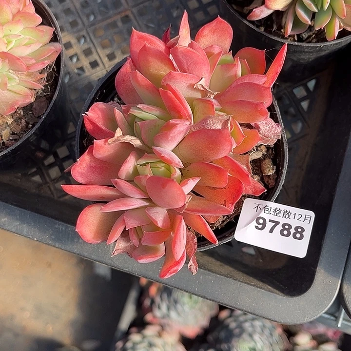 阿雅园艺。        9788绮罗朵朵