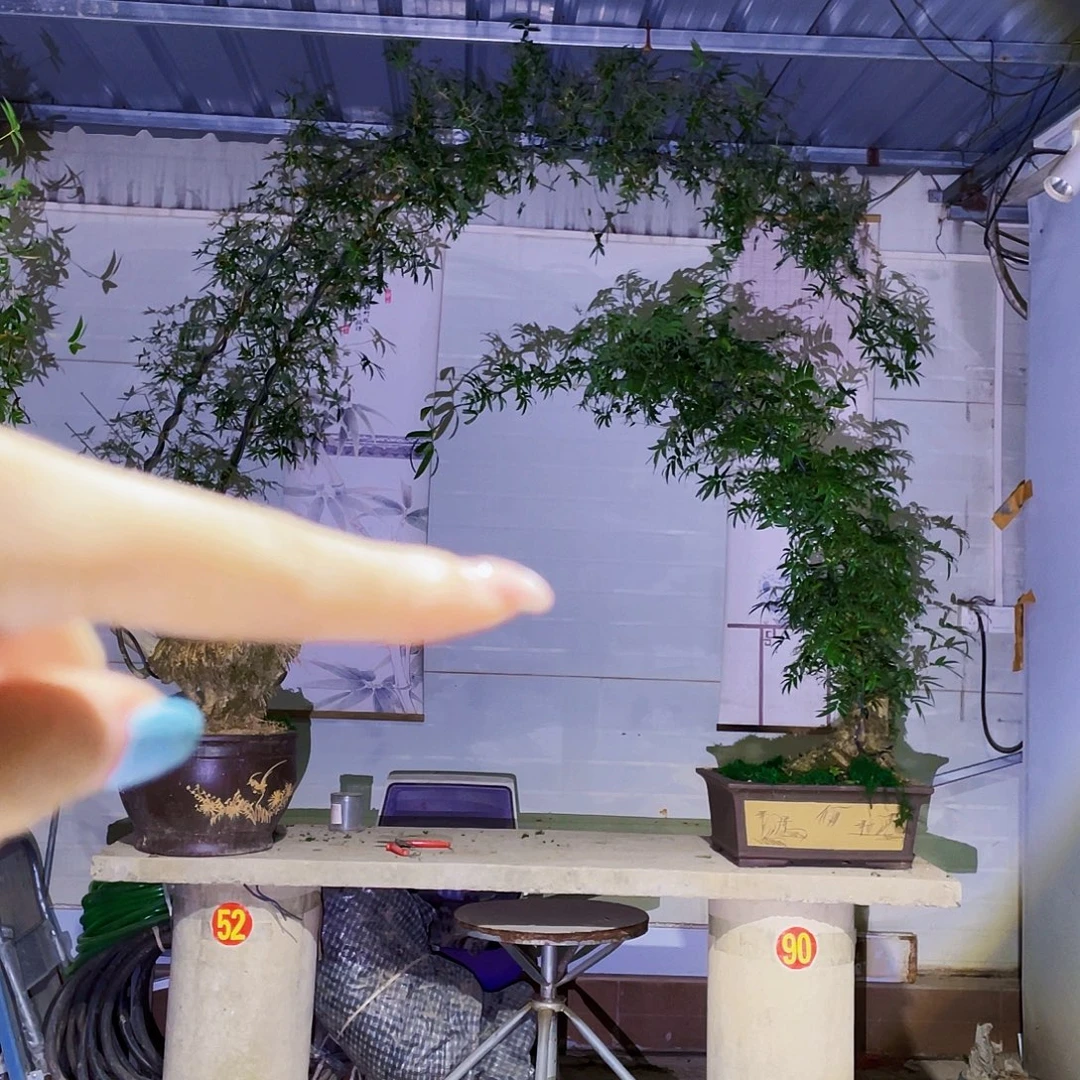 绿***9无花朵小叶簕竹熟桩陶瓷盆一物一拍