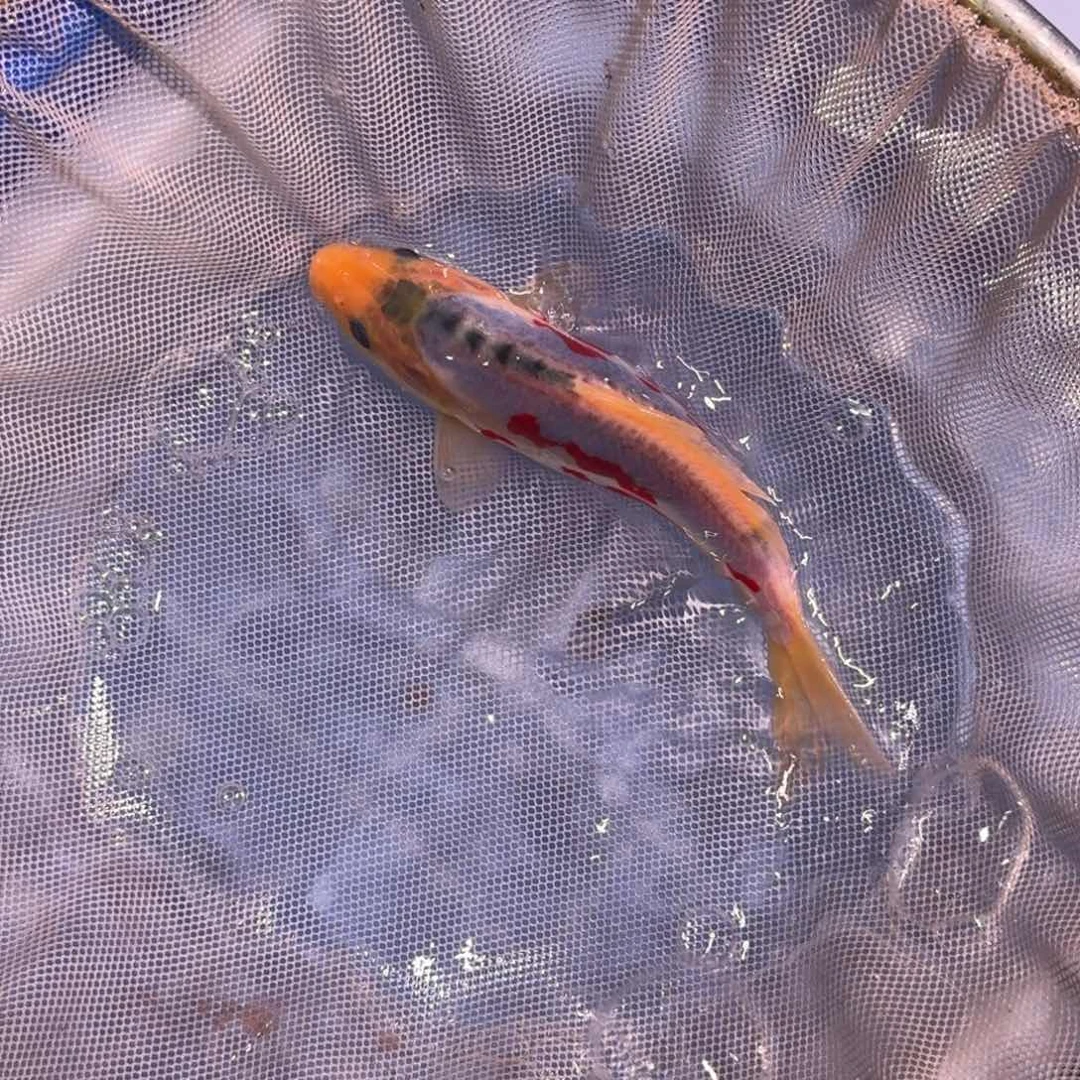 锦鲤精品锦鲤大放漏