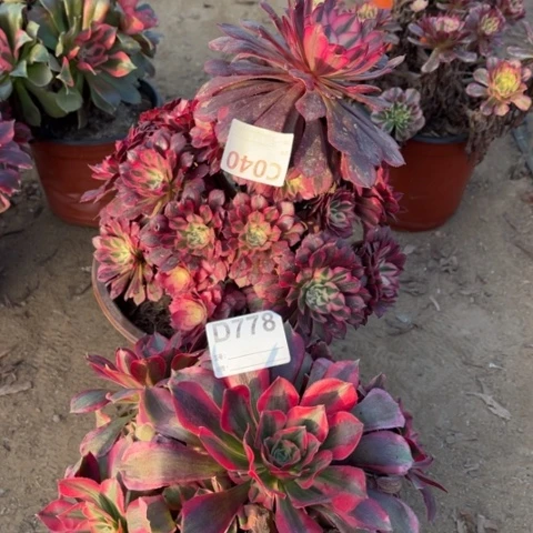 多肉植物黑铜白妖月