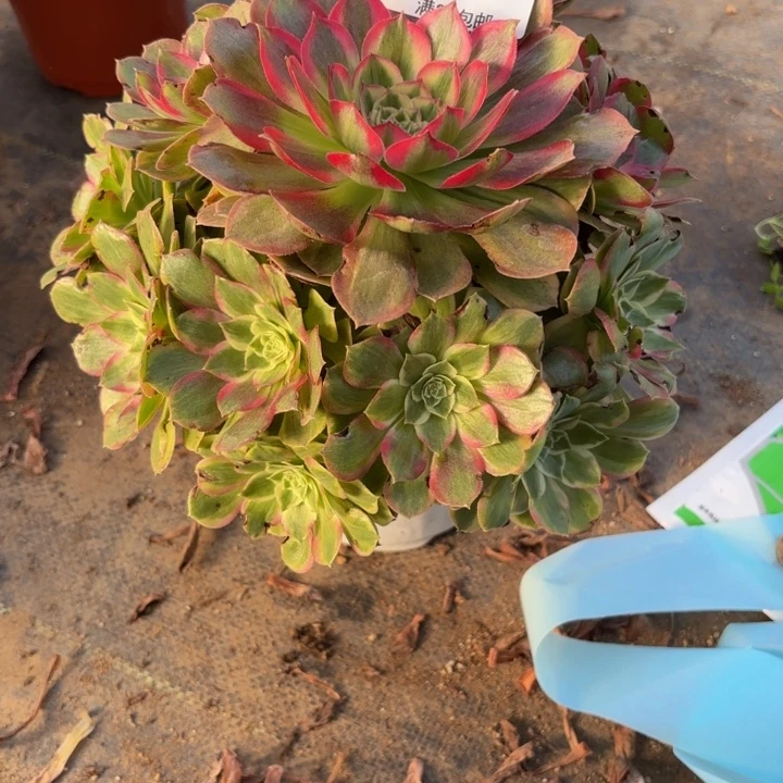 瑞妈，，。。。。。379千禧。