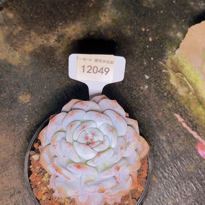 咕***?石榴籽一物一拍12049