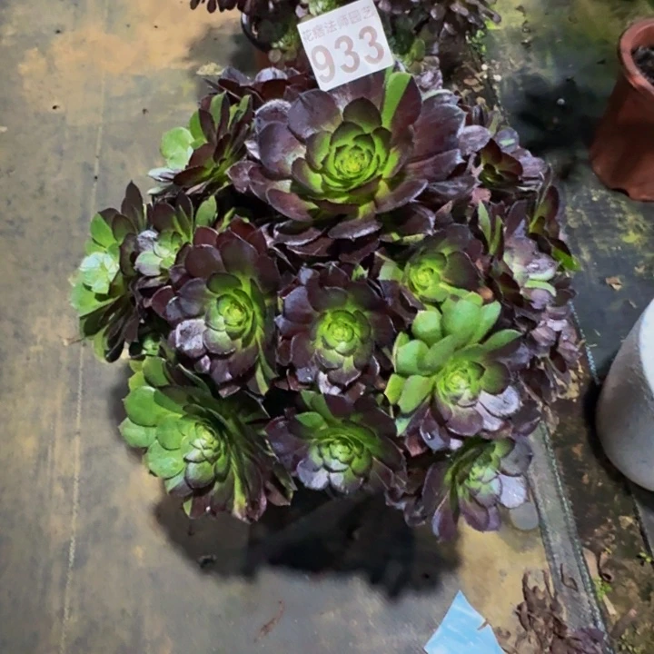 花花公子933000000