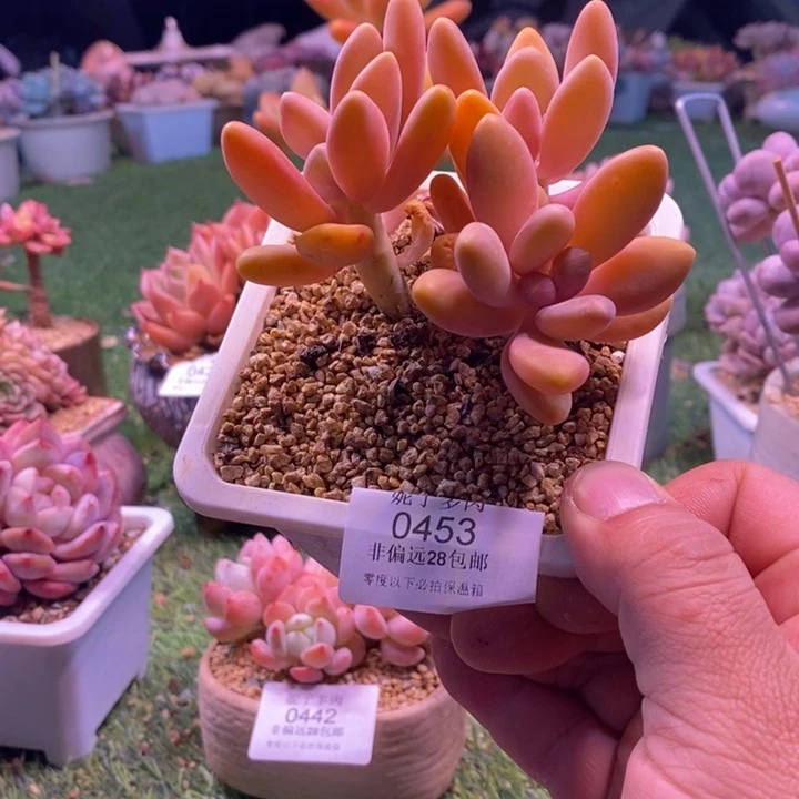 0453啊啊啊啊啊啊啊啊啊啊啊