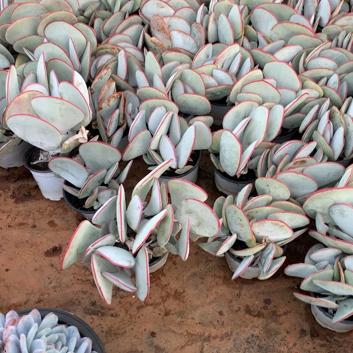 3头起白眉群两单包邮