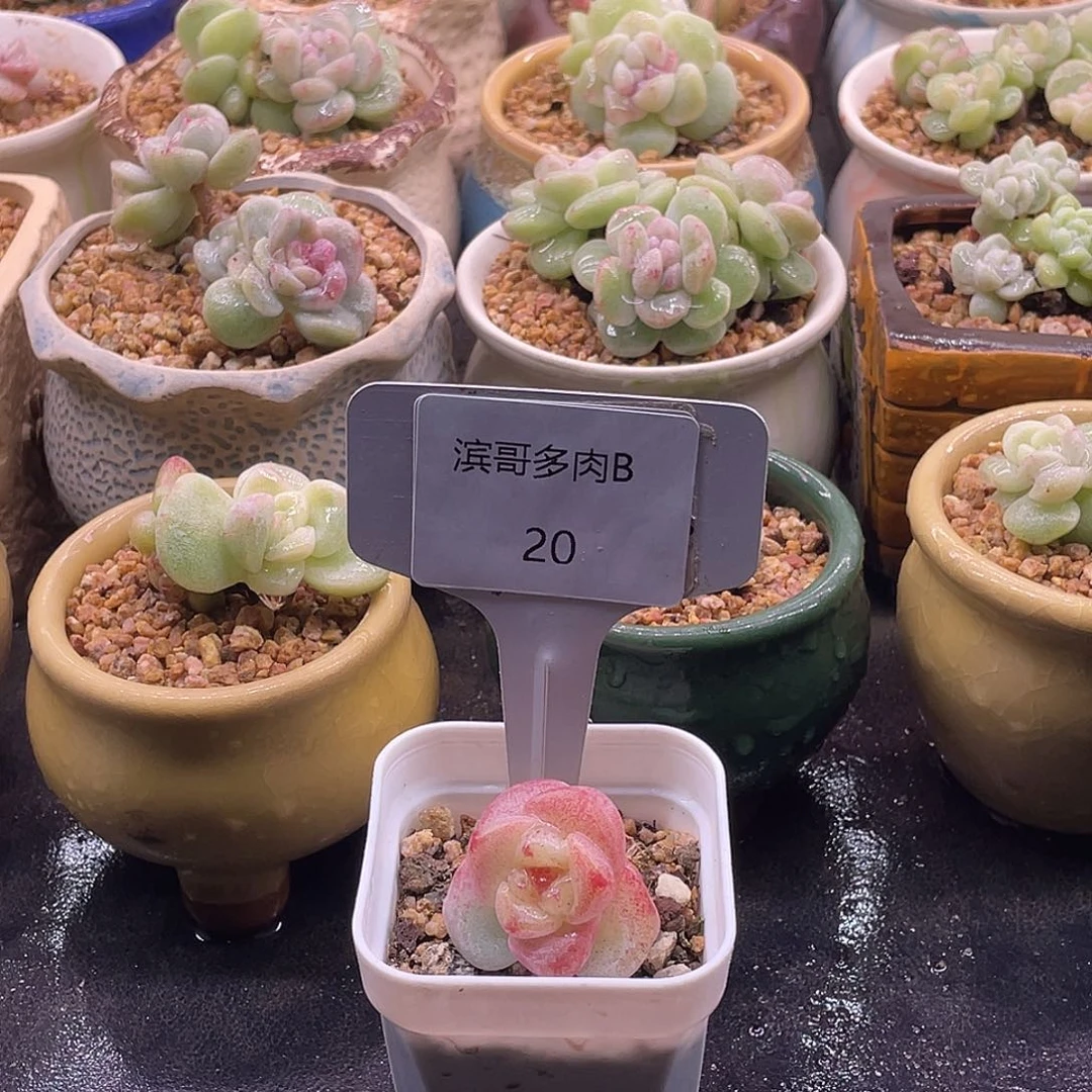 滨哥多肉B20糖心冰玉石化带小崽开播福利