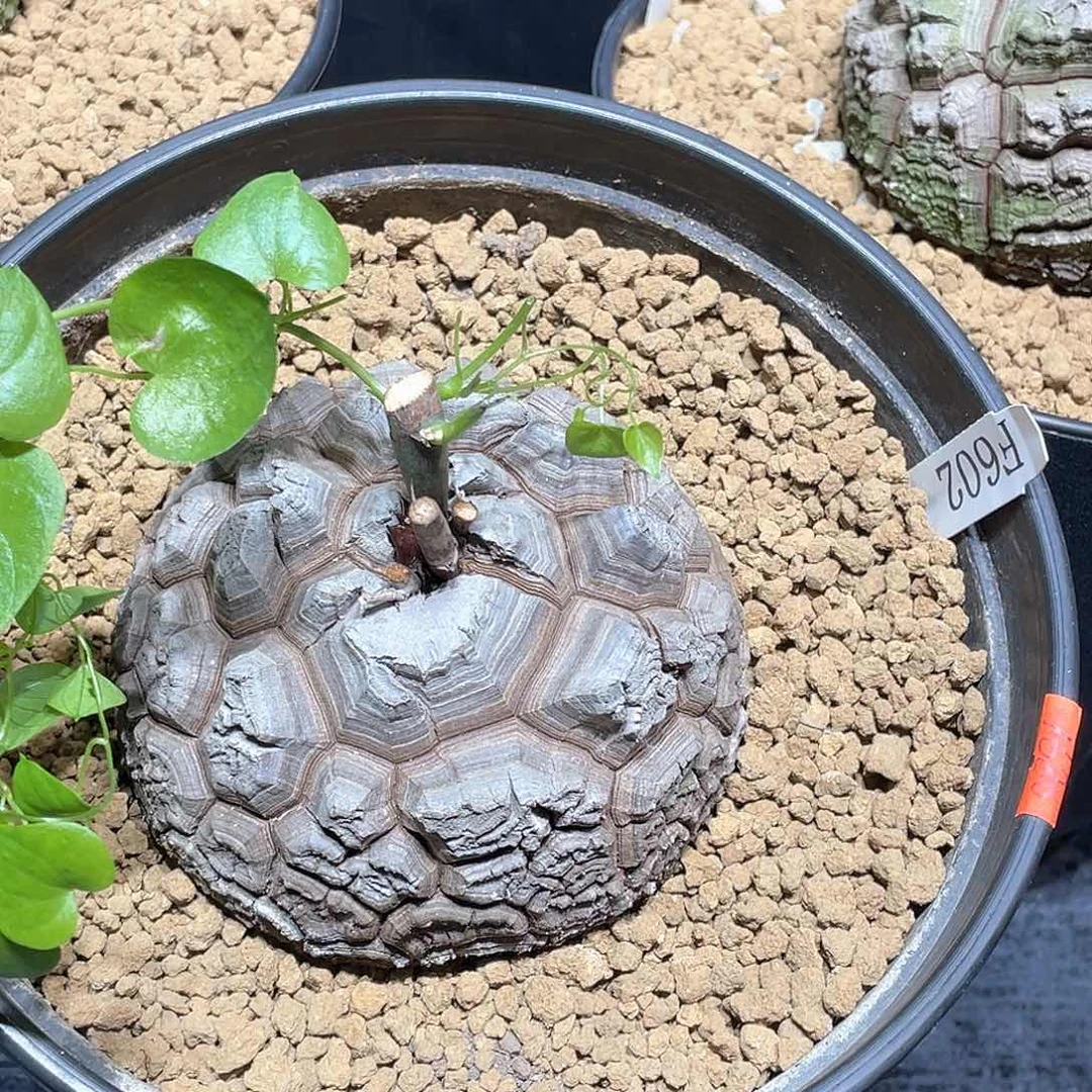 602号龟甲龙10.5公分