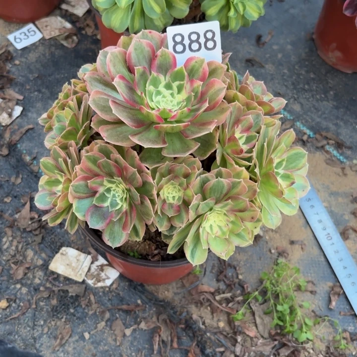 玉姿多肉植物不包损888