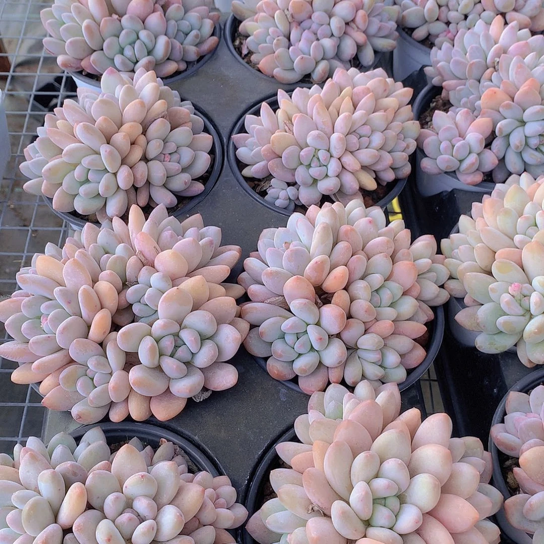 大香水群2446778999000