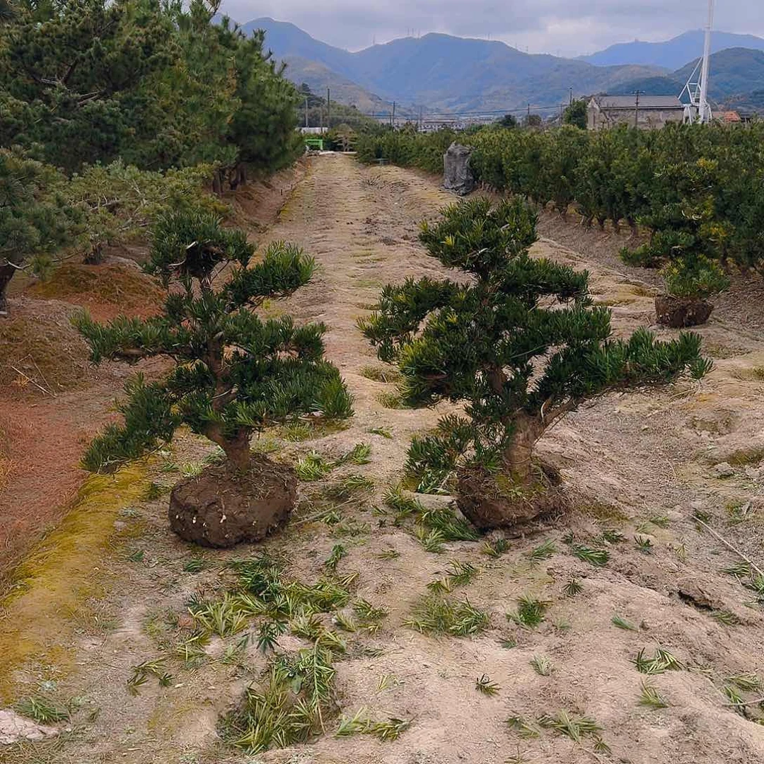 罗汉松盆景艺术雨****红