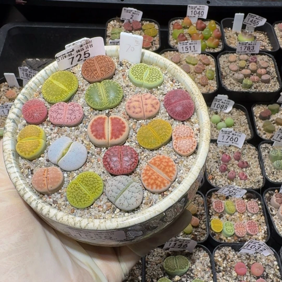 Ssss精品生石花725