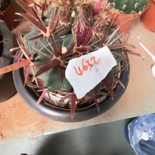 ?日出谢谢谢谢谢谢谢