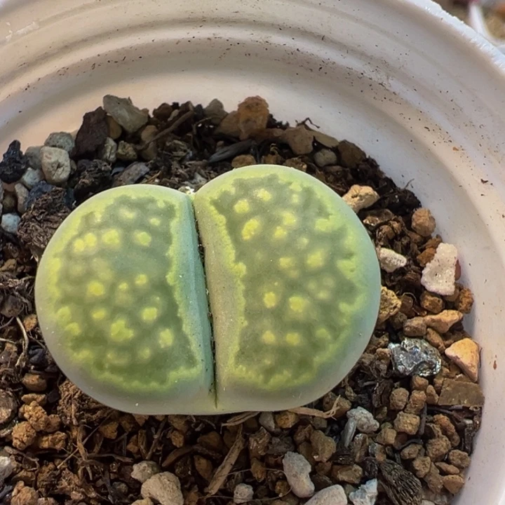 91多肉植物百科植物
