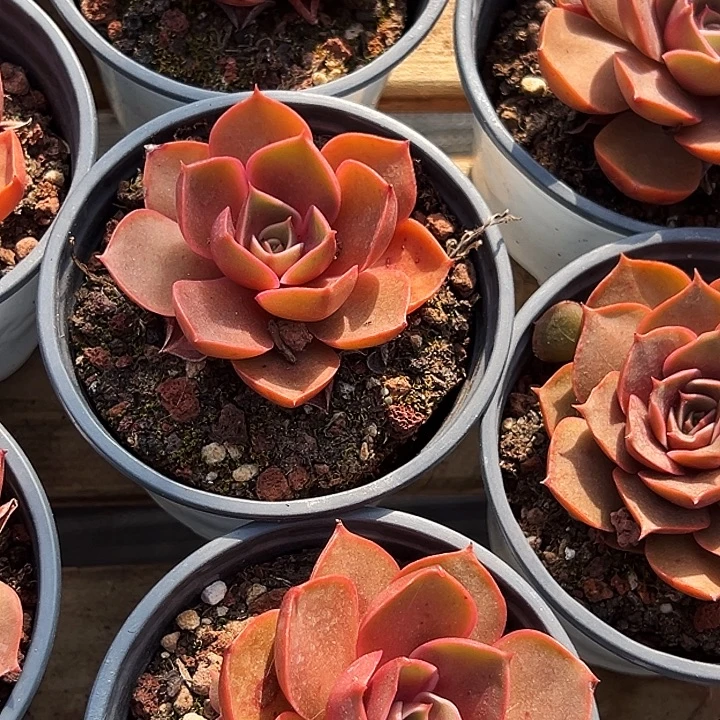 单头          红灯