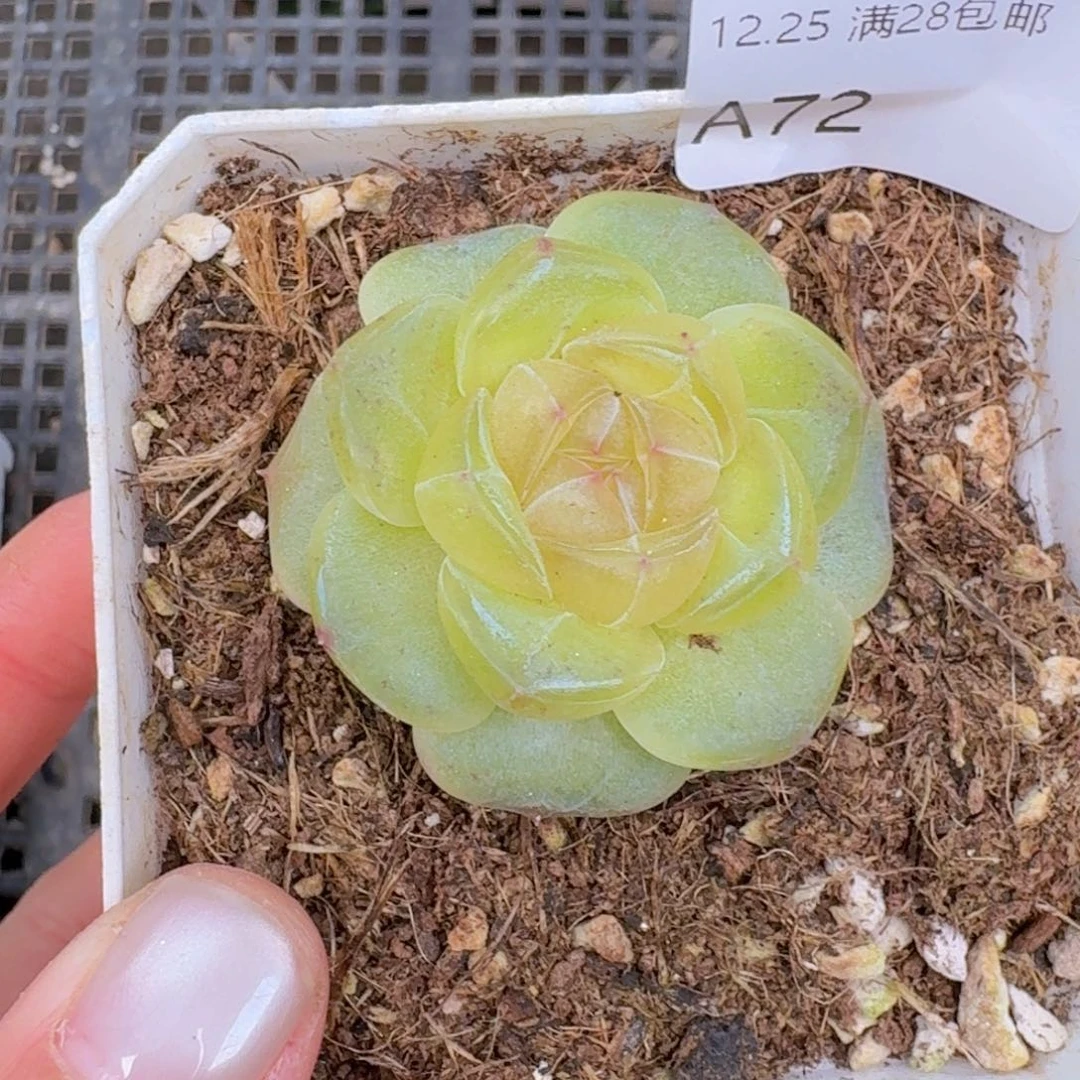 绿透珍妮单头一颗脱土发货