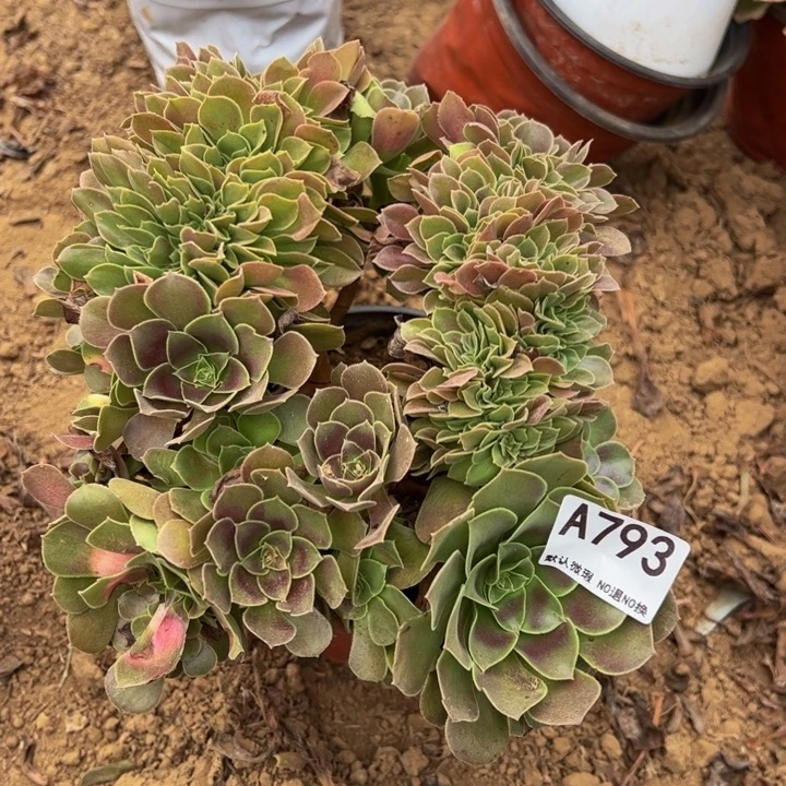 玫瑰缀多肉植物793