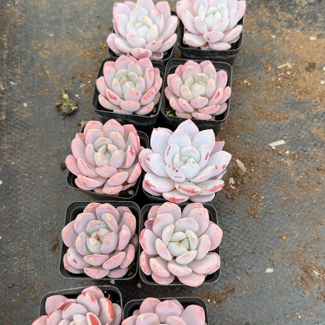 奶盖十棵量拍发货29-11左八