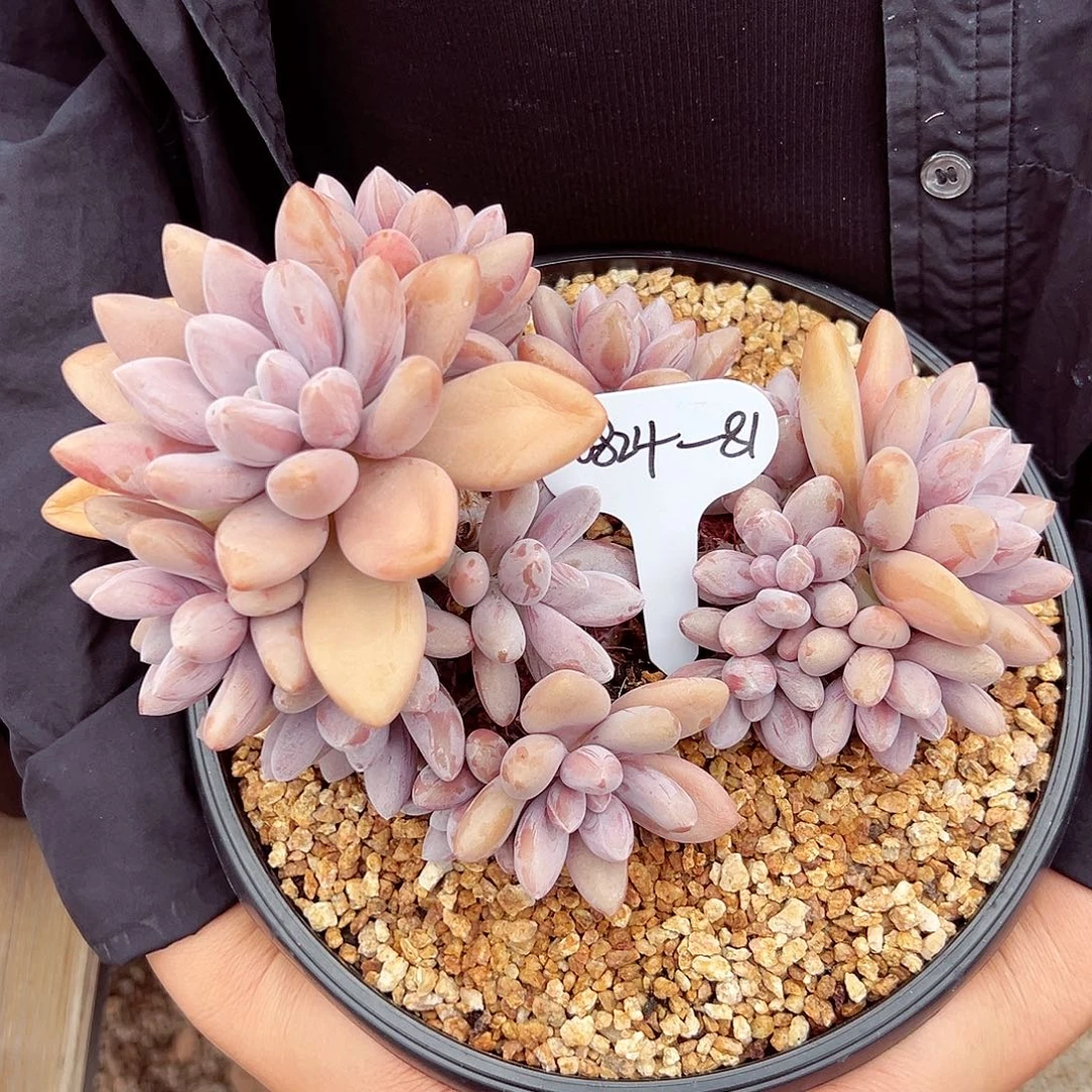 0824-81原始虞美人