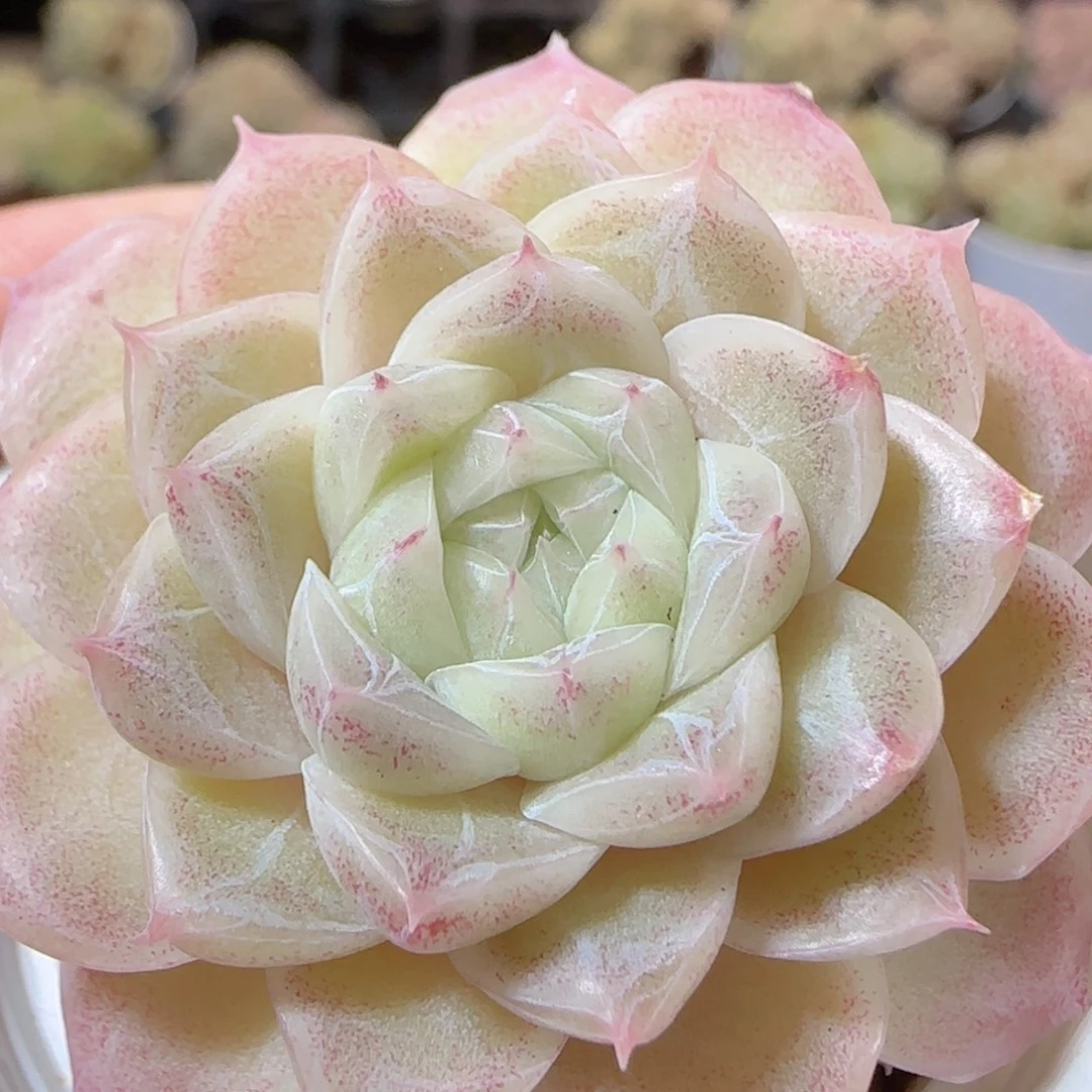 花语多肉1226-112