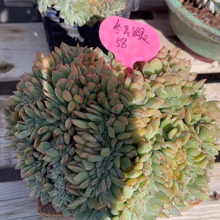 冬云缀化群生植物