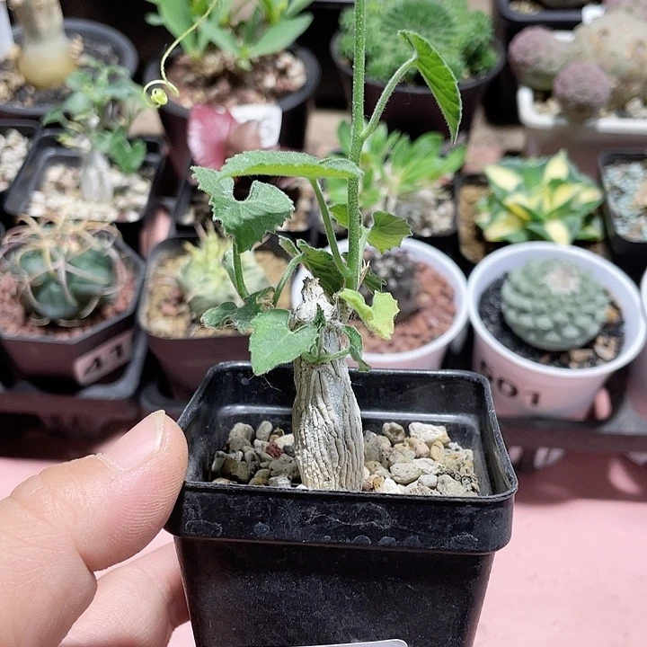 851白皮冰丝葫芦