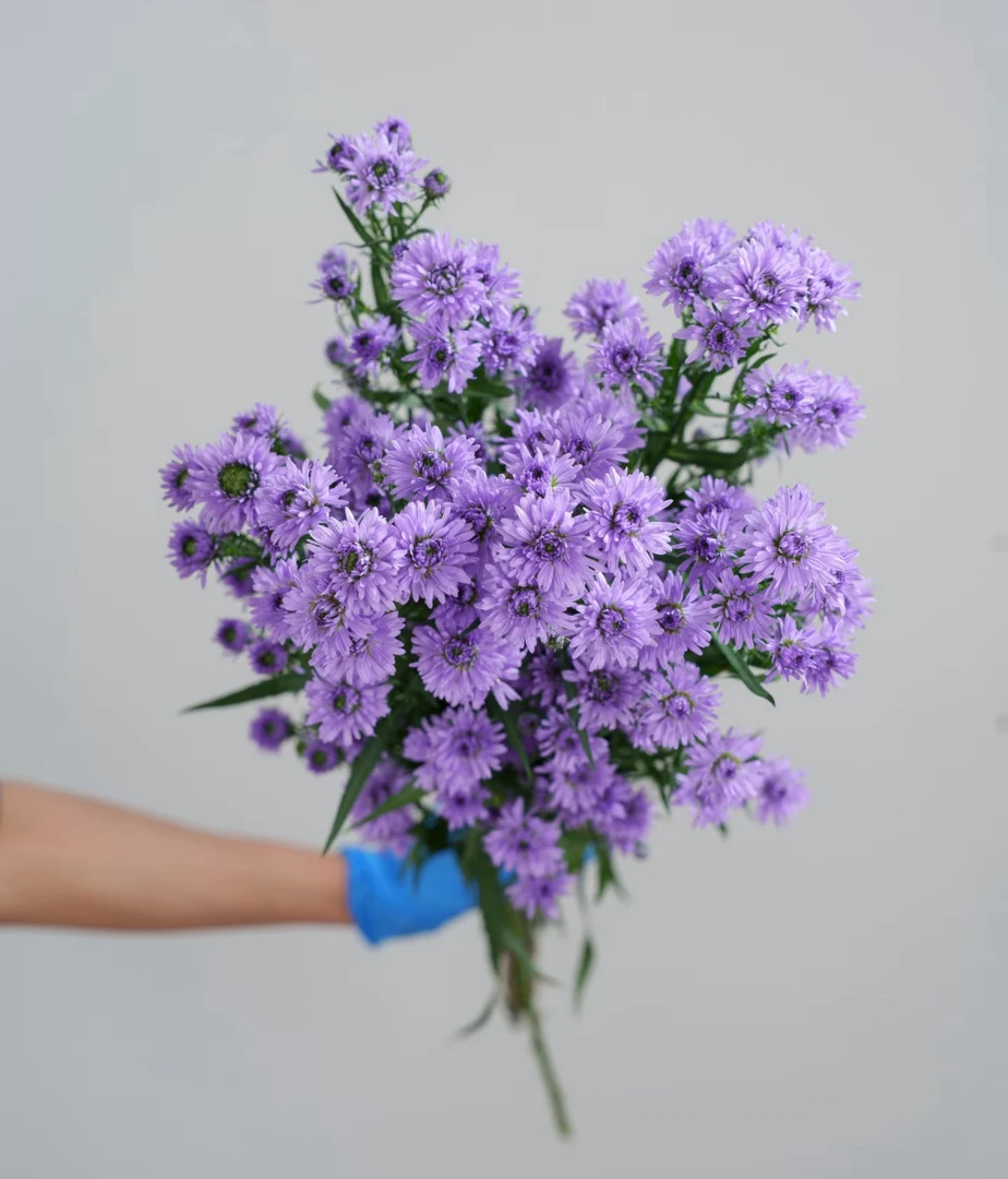 【买二单赠一】孔雀草 Tagetes 灵动花材