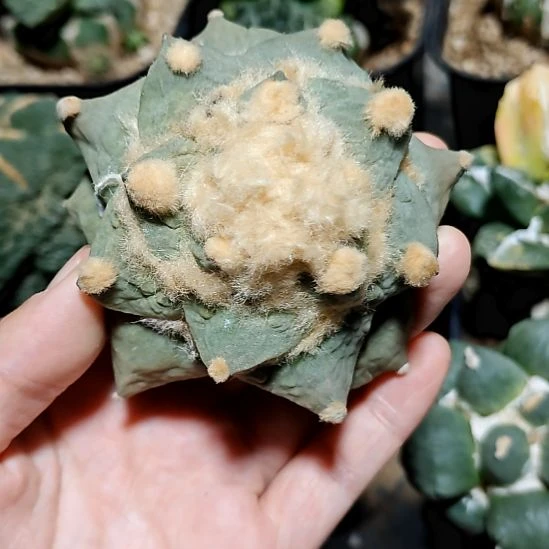 翘尤怒涛落地有根点